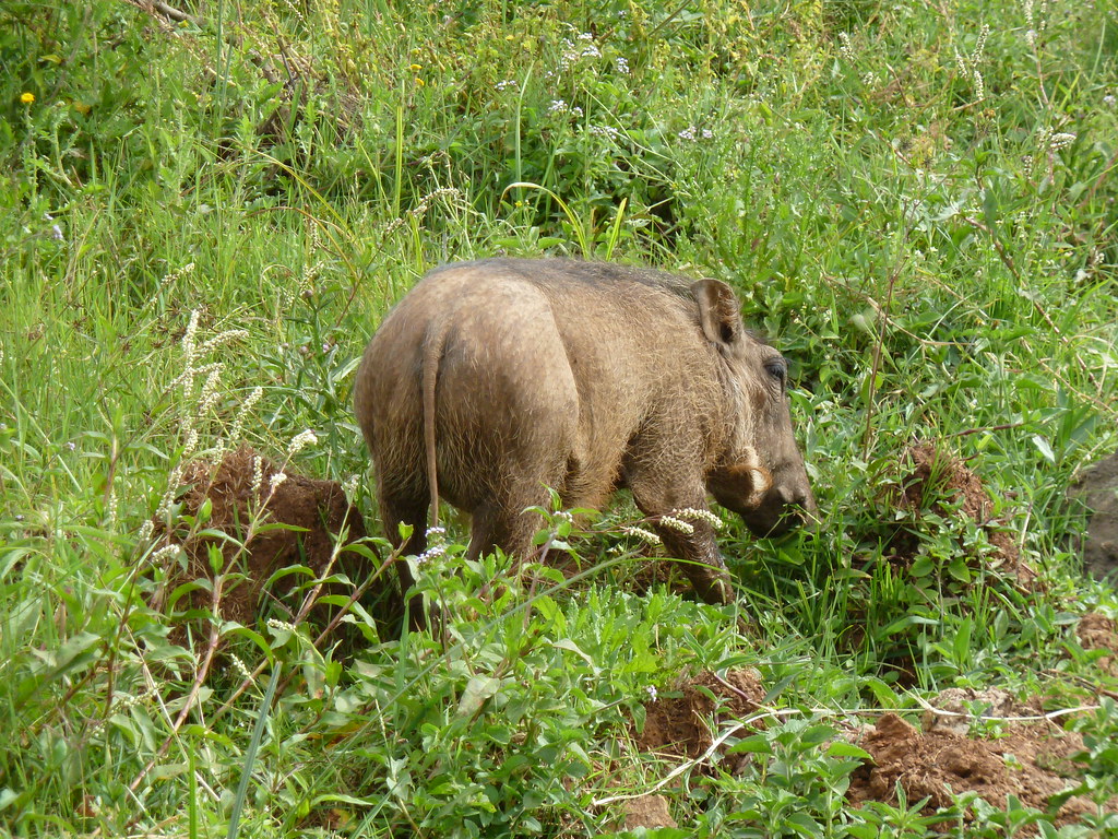 NAIROBI NATIONAL PARK ; 
