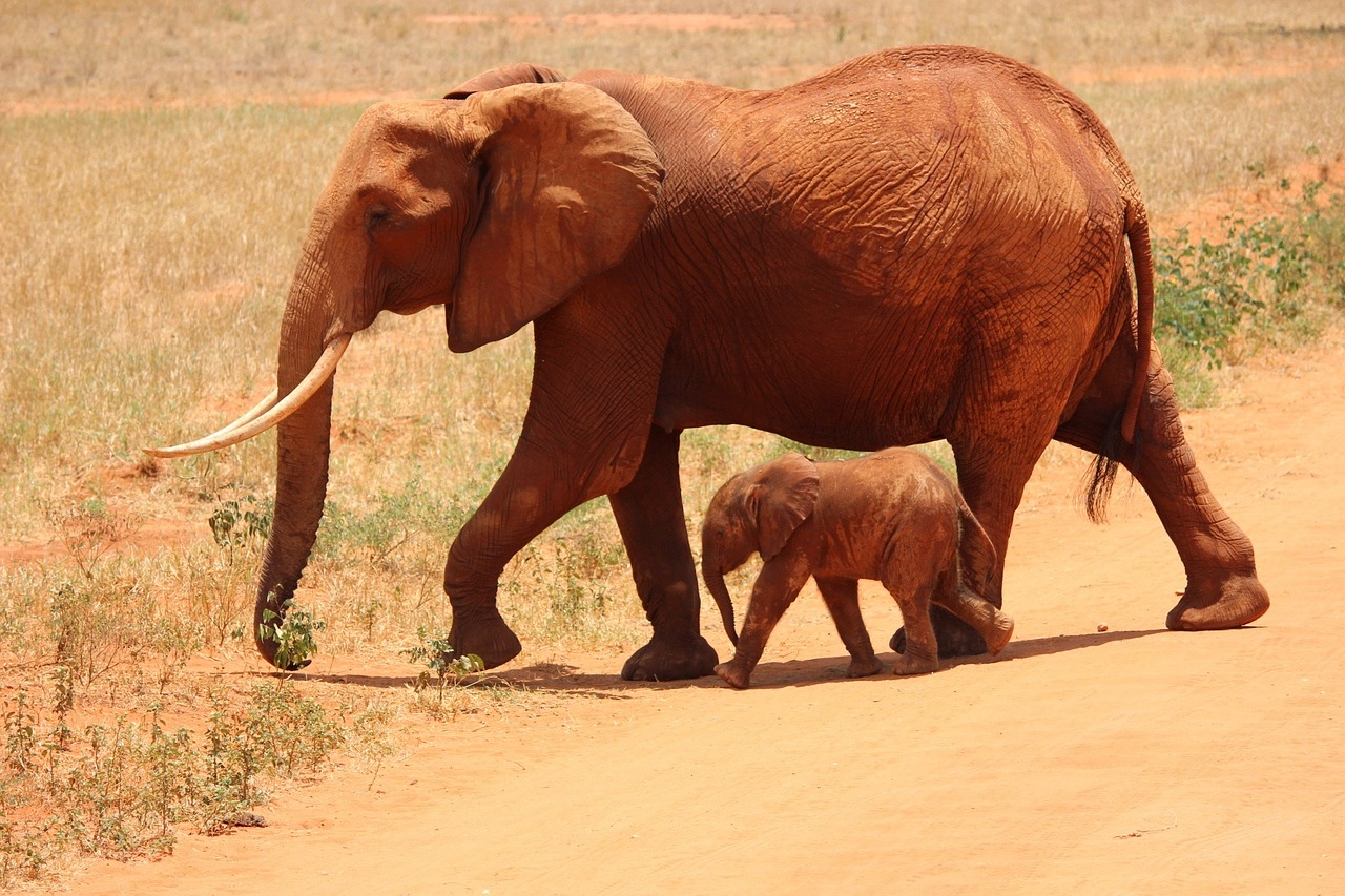 Amboseli - Tsavo