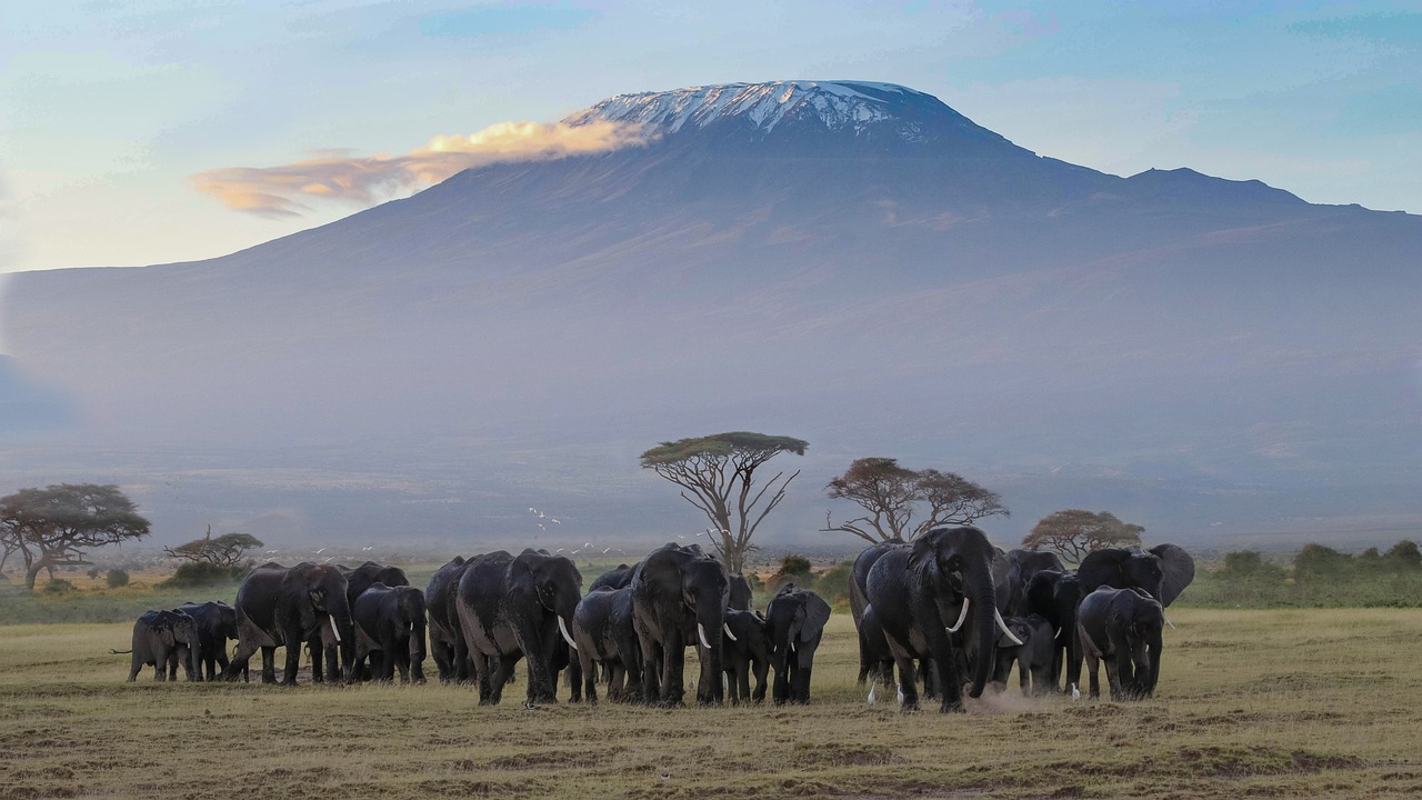 AMBOSELI