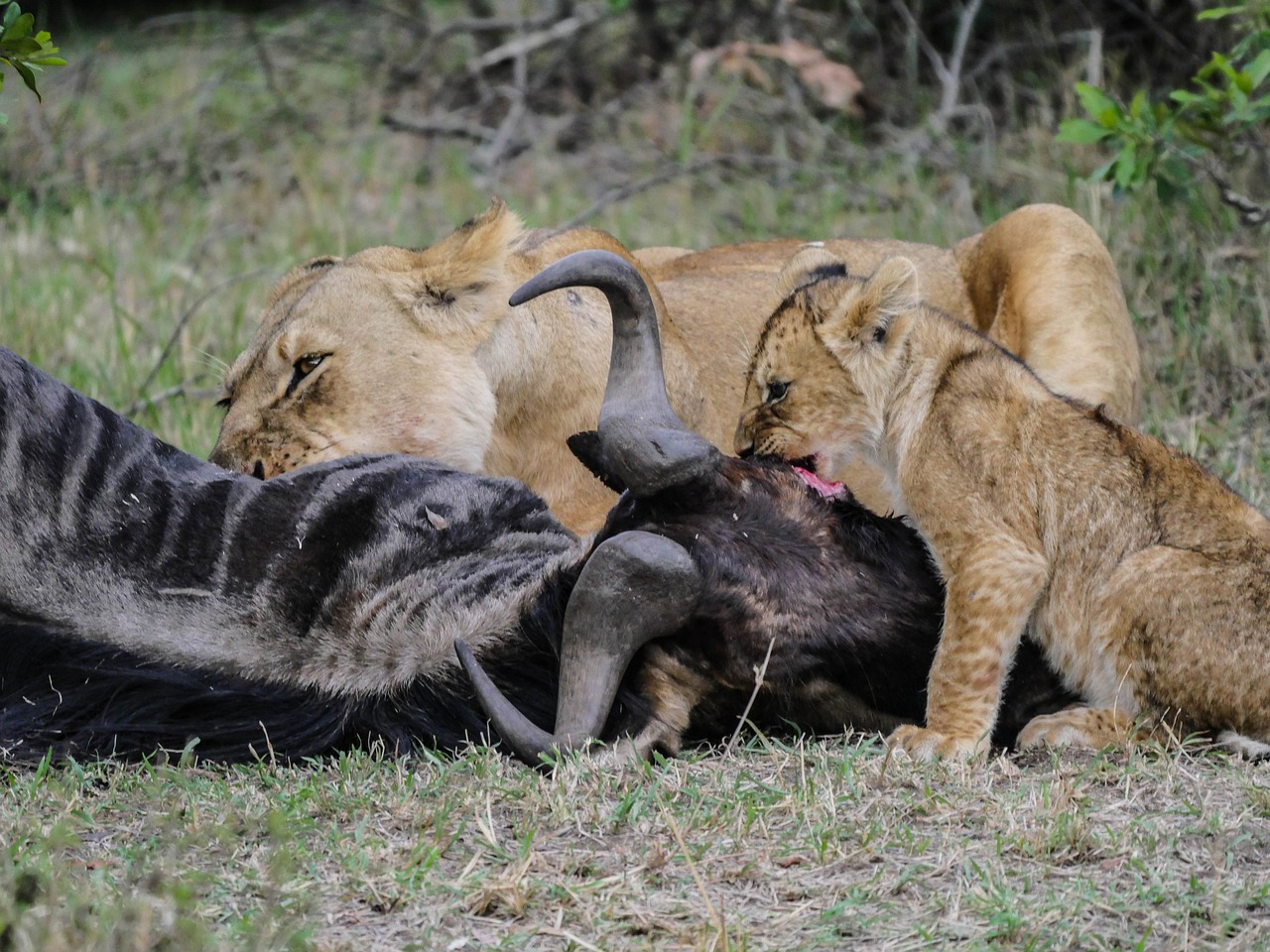 Masai Mara- Lake Nakuru