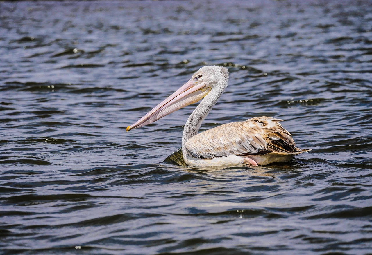 Masai Mara - Lake Nakuru - Lake Naivasha
