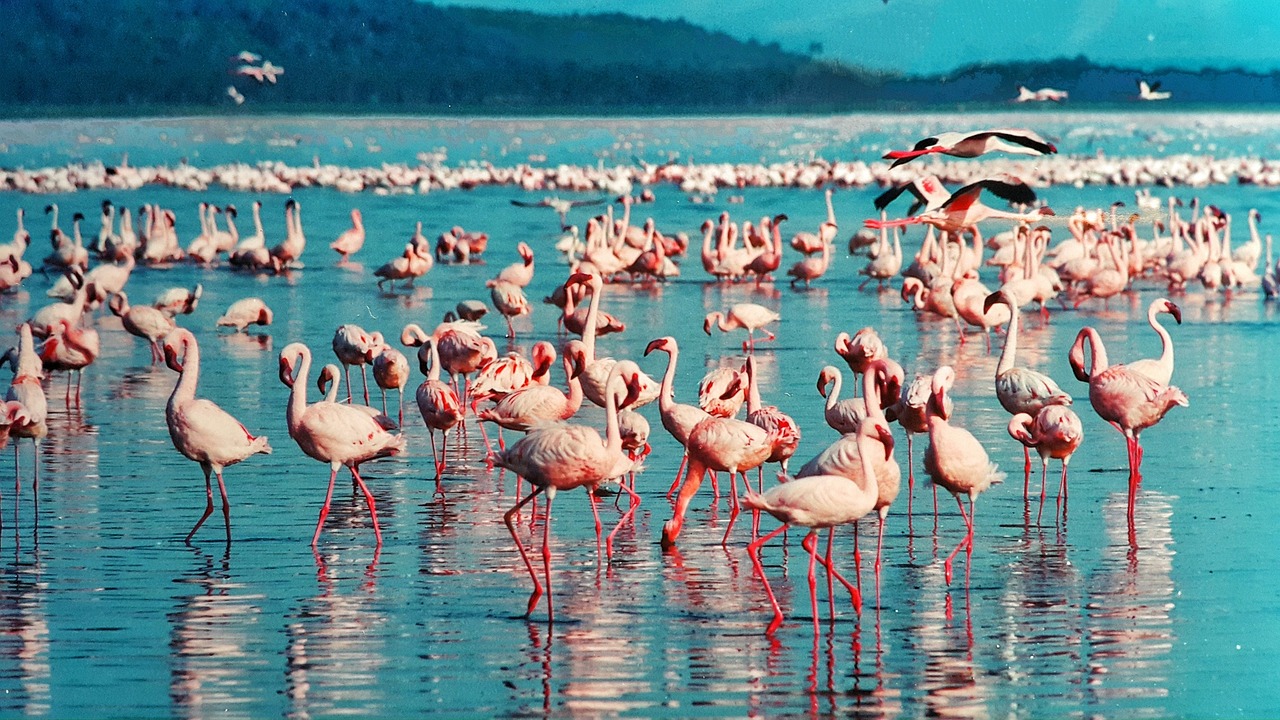 Lake Nakuru Express