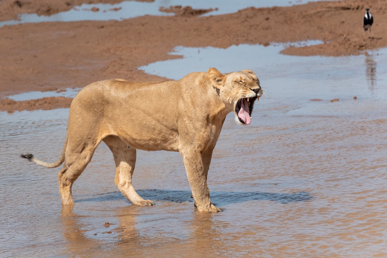 SAMBURU - SWEETWATERS